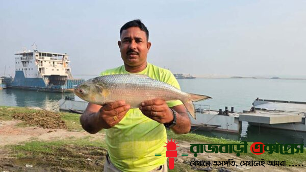 রাজবাড়ীর গোয়ালন্দ উপজেলার দৌলতদিয়া বাজারে আজ শুক্রবার সকালে পদ্মা নদীর একটি ইলিশ মাছ সাড়ে ৮ হাজার টাকায় বিক্রি হয়েছে। মাছটির ওজন প্রায় ১ কেজি ৯৬০ গ্রাম।