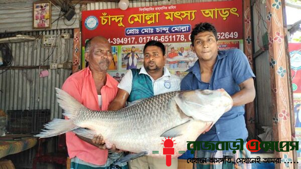 রাজবাড়ীর গোয়ালন্দ উপজেলার দৌলতদিয়ার পদ্মা-যমুনার মোহনায় ধরা পড়েছে ৩২ কেজি ৬০০ গ্রাম ওজনের একটি বিশাল কাতল মাছ। রোববার সকালে মাছটি জেলে চান মিয়ার জালে