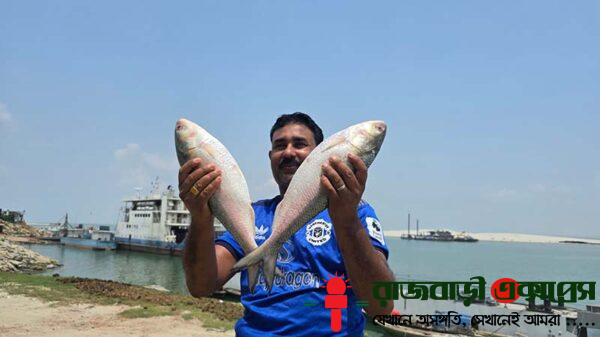 রাজবাড়ীর গোয়ালন্দে পদ্মা নদীতে ধরা দুটি বড় আকারের ইলিশ নিলামের মাধ্যমে ১০ হাজার ৪০০ টাকায় বিক্রি হয়েছে। সোমবার (৫ মে) দুপুরে দৌলতদিয়া ইউনিয়নের চরকর্ণেশন