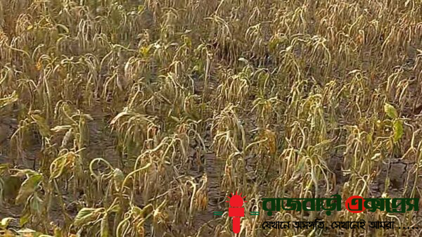 রাজবাড়ীর বালিয়াকান্দি উপজেলার আড়কান্দি গ্রামে শত্রুতার জেরে এক কৃষকের পাটক্ষেতে বিষ প্রয়োগ করে ফসল নষ্ট করার অভিযোগ উঠেছে। ঘটনায় ক্ষতিগ্রস্ত কৃষক আনোয়ার