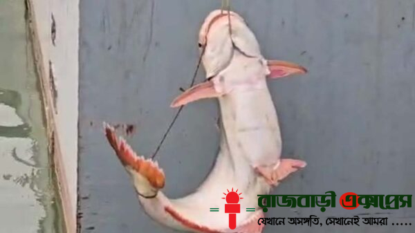 রাজবাড়ীর গোয়ালন্দে পদ্মা নদীতে ধরা পড়েছে বিশাল আকৃতির একটি পাঙাশ মাছ। মাছটির ওজন ২২ কেজি। মঙ্গলবার (৬ মে) বিকেলে মানিকগঞ্জের জাফরগঞ্জ এলাকার জেলে রফিক