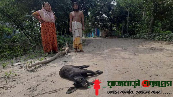 রাজবাড়ীর বালিয়াকান্দিতে খাল পাড়ের মাটি কাটার সময় বৈদ্যুতিক খুঁটি ভেঙ্গে ফেরার পর এবার অন্ধ শুকুর বাউলের একটি খাসি ছাগল ভেকু চাপা দিয়ে হত্যা করেছে।
